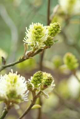 Grand Fothergilla Fothergilla major Arbuste 40-60 Pot 12 l (C12) Fothergilla major arbuste 40-60 cm