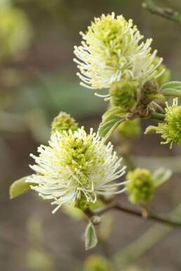 Grand Fothergilla Fothergilla major Arbuste 20-30 Pot 2 l (C2)