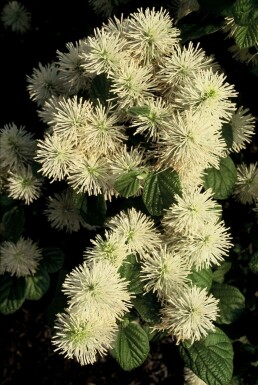 Grand Fothergilla Fothergilla major Arbuste 20-30 Pot 2 l (C2) Fothergilla major arbuste 20-30 cm