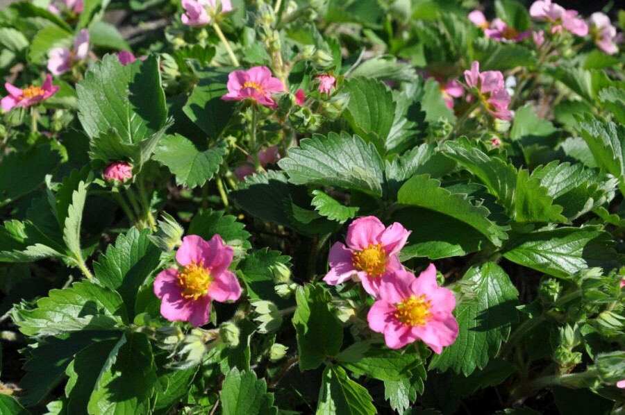 Fraisier Fragaria 'Lipstick' 5-10 Pot 9x9 cm (P9) Fragaria 'Lipstick'
