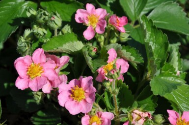 Fraisier Fragaria 'Lipstick' 5-10 Pot 9x9 cm (P9)