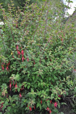 Fuchsia de Magellan Fuchsia magellanica 'Gracilis' 5-10 Pot 9x9 cm (P9)