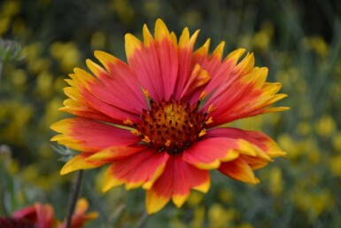 Gaillardie Gaillardia 'Bijou' 5-10 Pot 9x9 cm (P9)