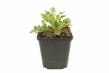 Gaillardie Gaillardia 'Bijou' 5-10 Pot 9x9 cm (P9) Gaillardia 'Bijou'