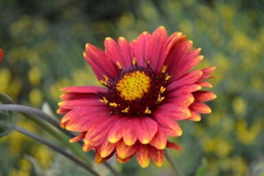 Gaillardie Gaillardia 'Burgunder' 5-10 Pot 9x9 cm (P9) Gaillardia 'Burgunder'