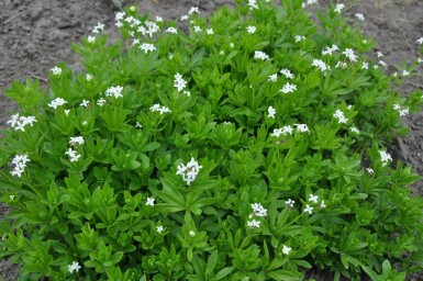 Gaillet odorant Galium odoratum 5-10 Pot 9x9 cm (P9)