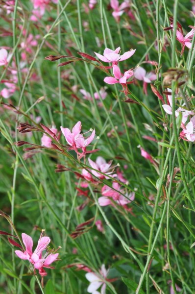 Onagre de lindheimer Gaura lindheimeri 'Siskiyou Pink' 10-15 Pot 2 l (C2) Gaura lindheimeri 'Siskiyou Pink'