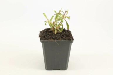 Onagre de lindheimer Gaura lindheimeri 'Siskiyou Pink' 5-10 Pot 9x9 cm (P9) Gaura lindheimeri 'Siskiyou Pink'