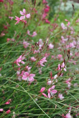 Onagre de lindheimer Gaura lindheimeri 'Siskiyou Pink' 5-10 Pot 9x9 cm (P9)