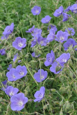 Géranium Geranium 'Brookside' 5-10 Pot 9x9 cm (P9) Geranium 'Brookside'