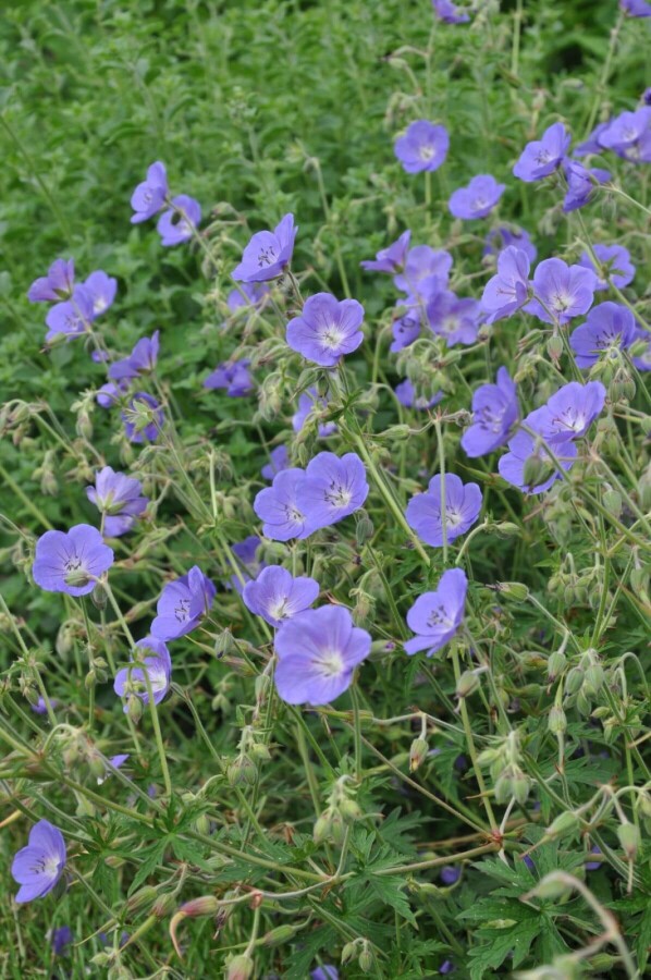 Géranium Geranium 'Brookside' 5-10 Pot 9x9 cm (P9) Geranium 'Brookside'