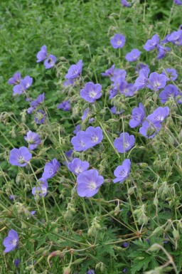 Géranium Geranium 'Brookside' 5-10 Pot 9x9 cm (P9) Geranium 'Brookside'