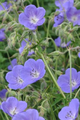 Géranium Geranium 'Brookside' 5-10 Pot 9x9 cm (P9) Geranium 'Brookside'