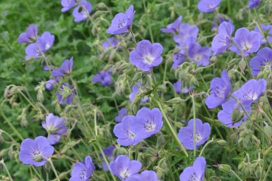 Géranium Geranium 'Brookside' 5-10 Pot 9x9 cm (P9) Geranium 'Brookside'