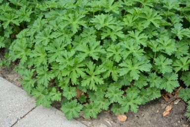 Géranium Geranium 'Johnson's Blue' 5-10 Pot 9x9 cm (P9) Geranium 'Johnson's Blue'