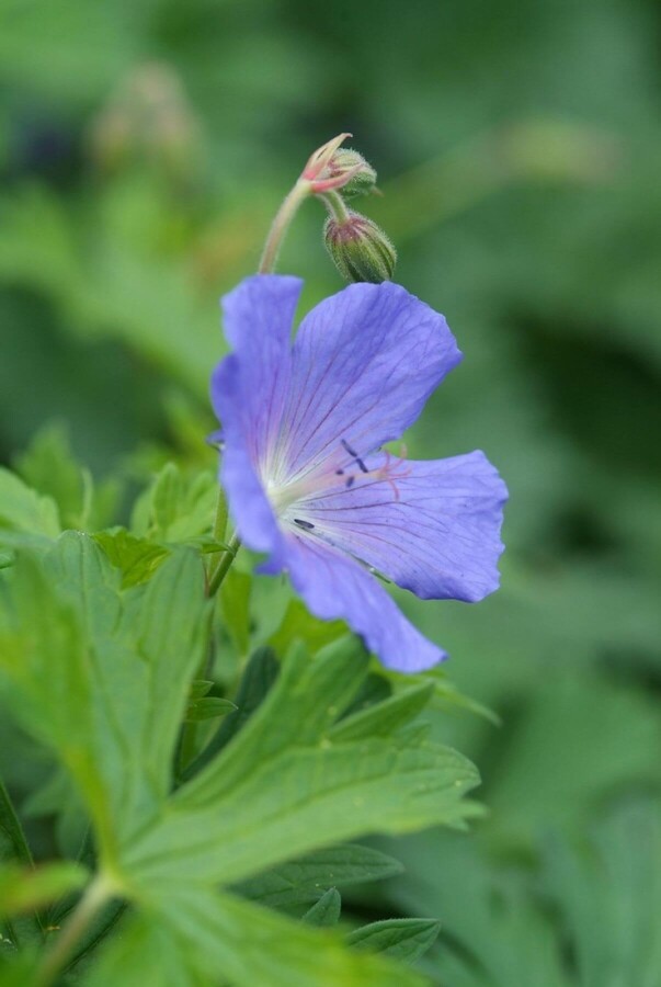 Géranium Geranium 'Johnson's Blue' 5-10 Pot 9x9 cm (P9) Geranium 'Johnson's Blue'