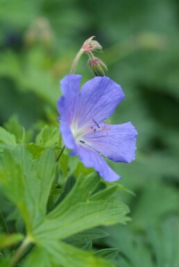 Géranium Geranium 'Johnson's Blue' 5-10 Pot 9x9 cm (P9) Geranium 'Johnson's Blue'