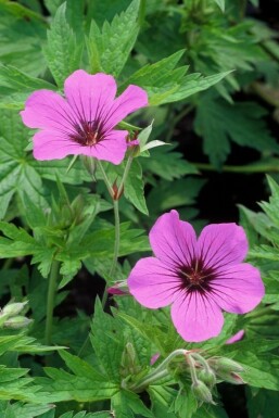 Géranium Geranium 'Patricia' 5-10 Pot 9x9 cm (P9)