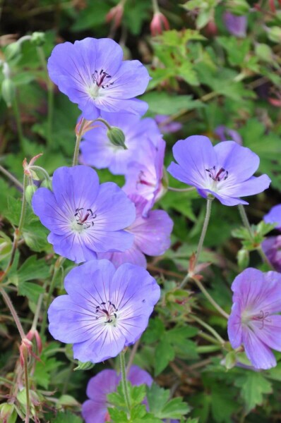 Géranium Geranium 'Rozanne' 5-10 Pot 9x9 cm (P9) Geranium 'Rozanne'