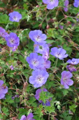 Géranium Geranium 'Rozanne' 5-10 Pot 9x9 cm (P9)