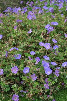 Géranium Geranium 'Rozanne' 5-10 Pot 9x9 cm (P9) Geranium 'Rozanne'