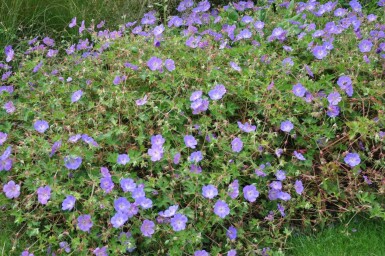 Géranium Geranium 'Rozanne' 5-10 Pot 9x9 cm (P9) Geranium 'Rozanne'
