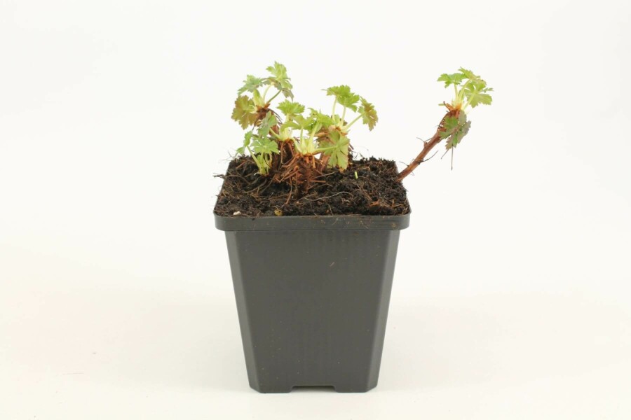 Géranium Geranium × cantabrigiense 'Biokovo' 5-10 Pot 9x9 cm (P9) Geranium × cantabrigiense 'Biokovo'