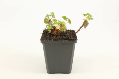 Géranium Geranium × cantabrigiense 'Biokovo' 5-10 Pot 9x9 cm (P9) Geranium × cantabrigiense 'Biokovo'