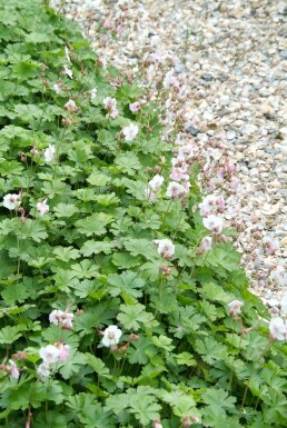 Géranium Geranium × cantabrigiense 'Biokovo' 5-10 Pot 9x9 cm (P9) Geranium × cantabrigiense 'Biokovo'