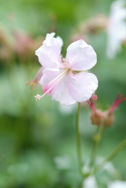 Géranium Geranium × cantabrigiense 'Biokovo' 5-10 Pot 9x9 cm (P9) Geranium × cantabrigiense 'Biokovo'