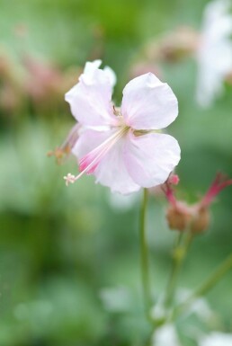 Géranium Geranium × cantabrigiense 'Biokovo' 5-10 Pot 9x9 cm (P9)