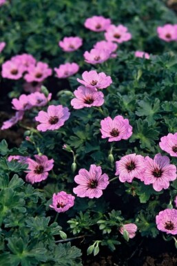 Géranium cendré Geranium cinereum 'Ballerina' 5-10 Pot 9x9 cm (P9) Geranium cinereum 'Ballerina'