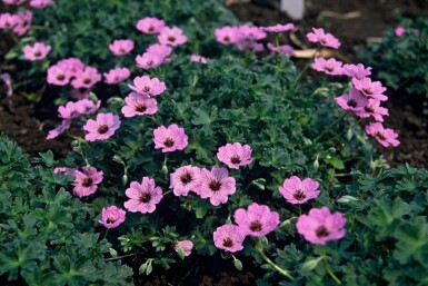 Géranium cendré Geranium cinereum 'Ballerina' 5-10 Pot 9x9 cm (P9) Geranium cinereum 'Ballerina'