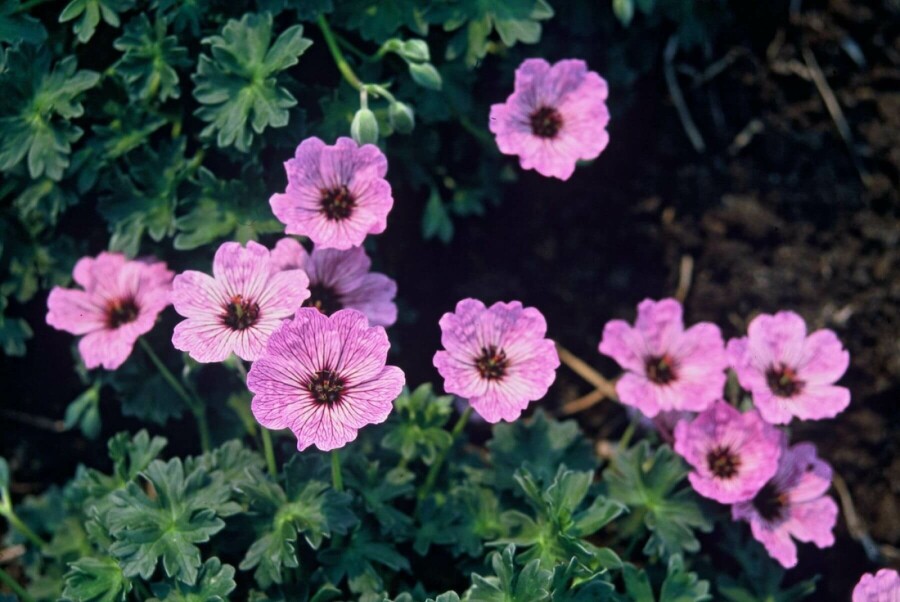 Géranium cendré Geranium cinereum 'Ballerina' 5-10 Pot 9x9 cm (P9) Geranium cinereum 'Ballerina'