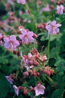Géranium à grosses racines Geranium macrorrhizum 'Ingwersen's Variety' 5-10 Pot 9x9 cm (P9) Geranium macrorrhizum 'Ingwersen's Variety'