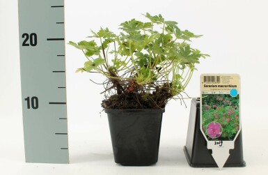 Géranium à grosses racines Geranium macrorrhizum 'Ingwersen's Variety' 5-10 Pot 9x9 cm (P9) Geranium macrorrhizum 'Ingwersen's Variety'