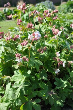 Géranium à grosses racines Geranium macrorrhizum 'Spessart' 5-10 Pot 9x9 cm (P9) Geranium macrorrhizum 'Spessart'