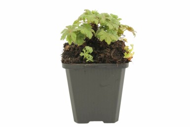 Géranium à grosses racines Geranium macrorrhizum 'Spessart' 5-10 Pot 9x9 cm (P9) Geranium macrorrhizum 'Spessart'