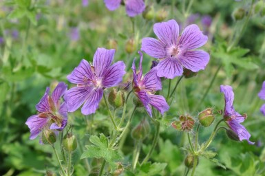 Géranium Magnifique Geranium × magnificum 5-10 Pot 9x9 cm (P9) Geranium × magnificum