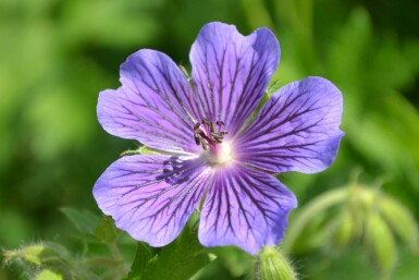 Géranium Magnifique Geranium × magnificum 5-10 Pot 9x9 cm (P9)