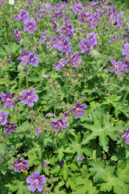 Géranium Magnifique Geranium × magnificum 5-10 Pot 9x9 cm (P9)