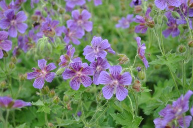 Géranium Magnifique Geranium × magnificum 5-10 Pot 9x9 cm (P9)