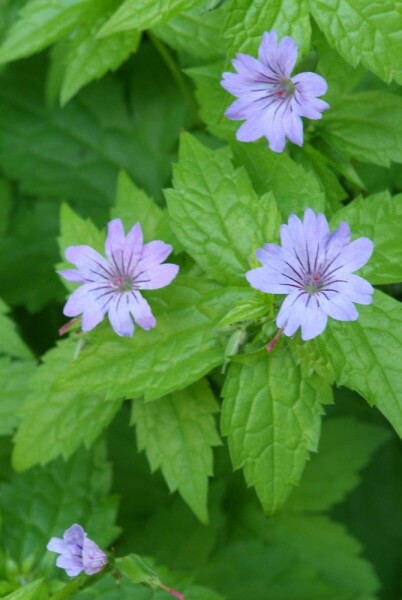 Géranium noueux Geranium nodosum 5-10 Pot 9x9 cm (P9) Geranium nodosum