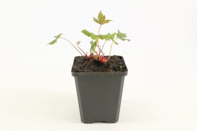 Géranium noueux Geranium nodosum 5-10 Pot 9x9 cm (P9) Geranium nodosum