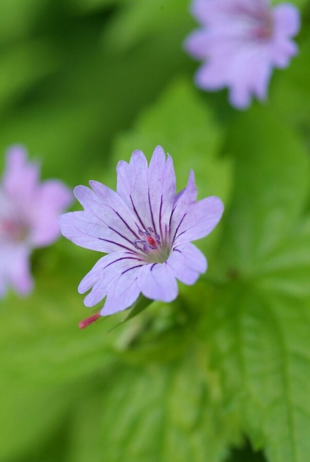 Géranium noueux Geranium nodosum 5-10 Pot 9x9 cm (P9) Geranium nodosum