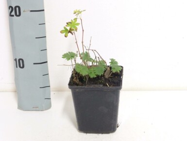 Géranium sanguin Geranium sanguineum 5-10 Pot 9x9 cm (P9) Geranium sanguineum