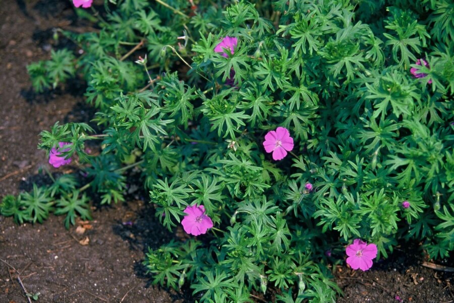 Géranium sanguin Geranium sanguineum 5-10 Pot 9x9 cm (P9) Geranium sanguineum