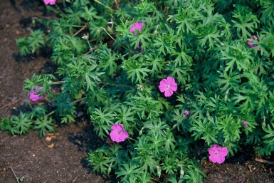 Géranium sanguin Geranium sanguineum 5-10 Pot 9x9 cm (P9) Geranium sanguineum