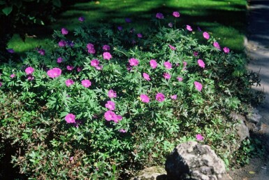 Géranium sanguin Geranium sanguineum 5-10 Pot 9x9 cm (P9) Geranium sanguineum