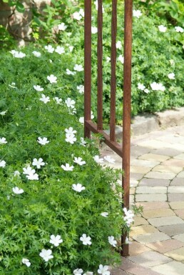 Géranium sanguin Geranium sanguineum 'Album' 10-15 Pot 2 l (C2) Geranium sanguineum 'Album'